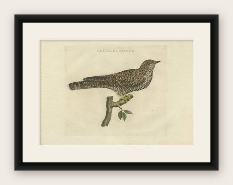 Rufous Cuckoo, Hand-Coloured Engraving with Dutch Text, 1770–1829, shown framed