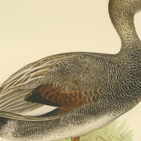 Antique Bird Print of the Gadwell by Von Wright '1929', close-up 2