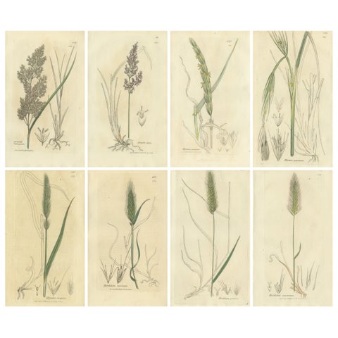 Set of 8 Antique Botanical Engravings of Bromus Brome Grasses, c.1830