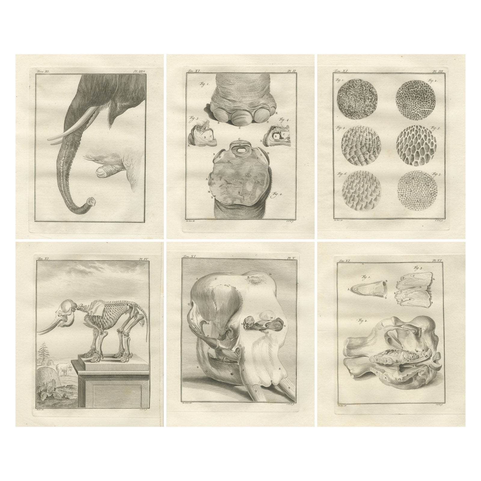 Sophisticated Elephant Anatomy Wall Set, Original Buffon Engravings, 1769