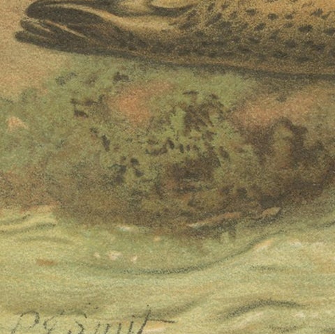 Leopard Seal, Antique Marine Mammal Chromolithograph, 1894, view 8