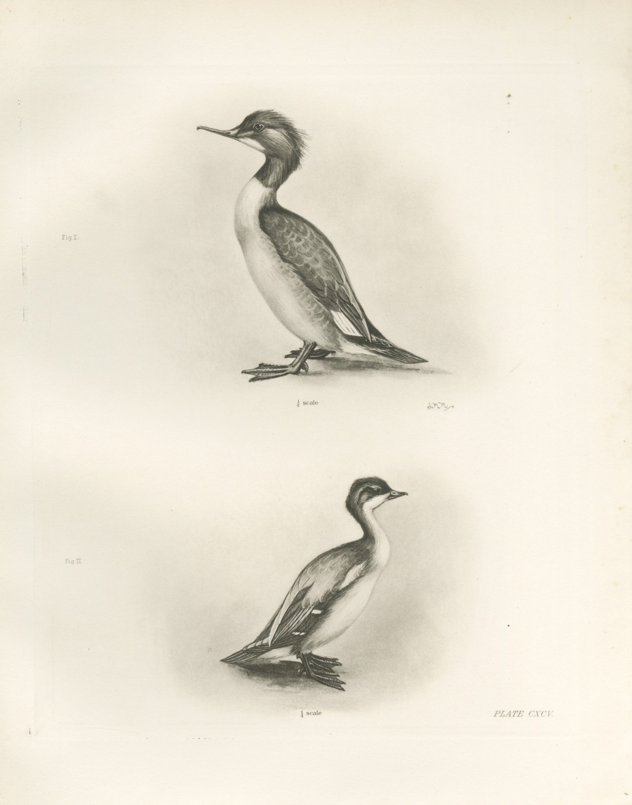 Female Goosander and Female Smew, Plate CXCV after Lilian Medland, c. 1909
