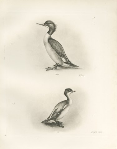 Female Goosander and Female Smew, Plate CXCV after Lilian Medland, c. 1909