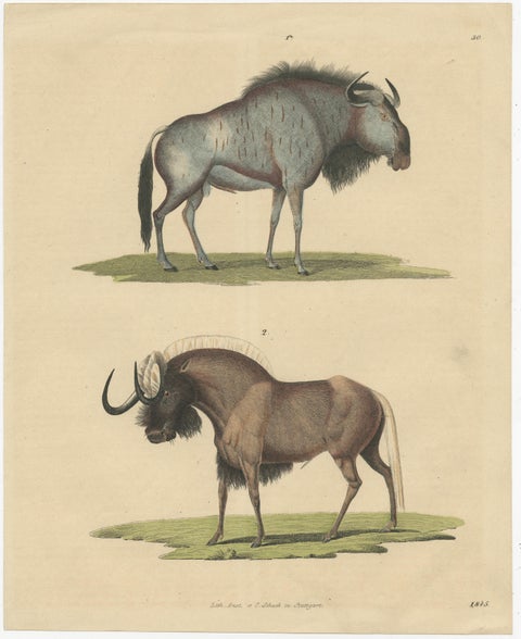 1845 Hand-Colored Engraving of Wildebeest, Blue & Black Gnu, view 2