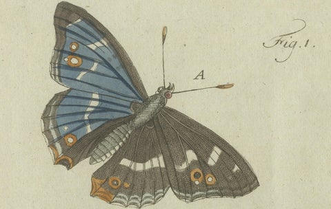 18th-Century Hand-Colored Engraving of Butterflies and Larvae by J. B. Schmuzer, close-up 3