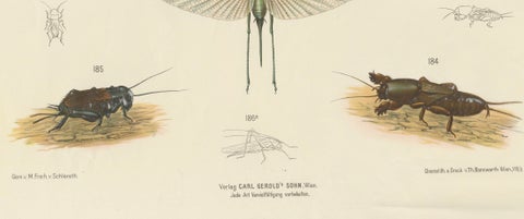 Large Antique Entomology Poster, Dragonflies, Crickets & Flies, ca.1880, close-up 6
