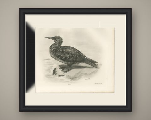 Gannet, Immature, Antique Bird Print after Lilian Medland, circa 1909, shown framed