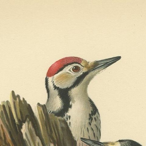 Antique Original Bird Print of Male and Femail White-Backed Woodpecker, 1927, close-up 1
