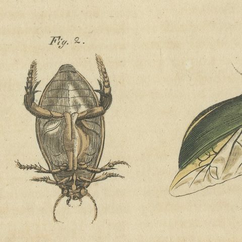 Diving Beetles and Water Beetles with Larva, Antique Bertuch Print, circa 1815, close-up 5