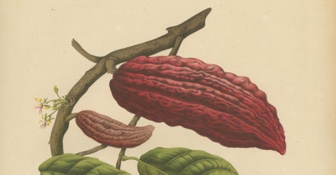 Original Antique Botanical Chromolithograph of Cacao Tree (Theobroma cacao) 1880, close-up 2