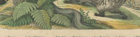 Antique Polar Bear Print with Bats, Hedgehog and Wolverine, Kolb, circa 1890, close-up 2