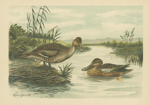 Northern Shoveler Ducks by Reinhold Schmidt, Antique Bird Print c.1895, close-up 1