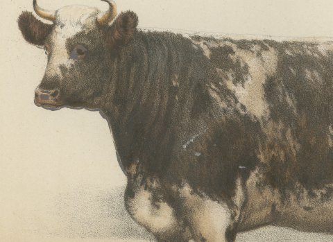 Durham Shorthorn Cow, British Cattle Chromolithograph by Olivier de Penne, 1863, close-up 1