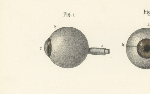 The Eyeball and Its Vessels, Antique Hirschfeld Anatomy Print, 1866, view 3