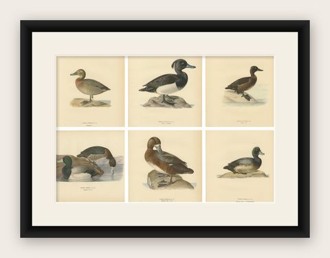 Decorative Scandinavian Bird Prints, Antique Swedish Ducks, 1929 - Set of 6, shown framed