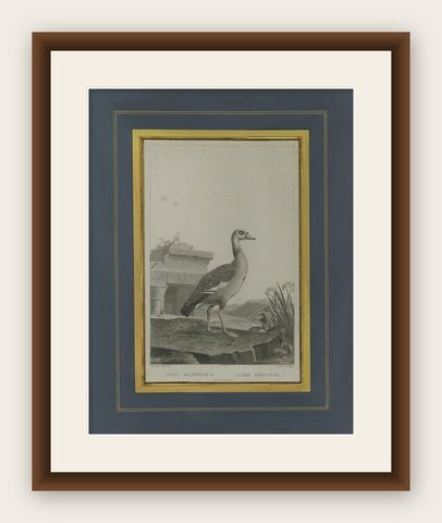 Antique Print of an Egyptian Goose by Miger 'c.1808', shown framed