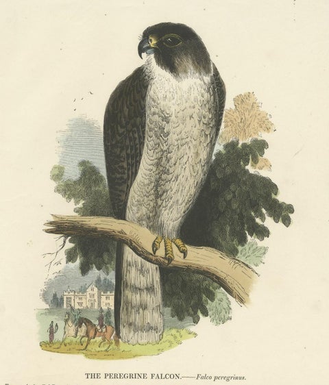 The Peregrine Falcon, Antique Wood Engraving, circa 1860, close-up 1