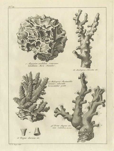 Decorative Antique Engraving of Stone Corals, 1773, close-up 1