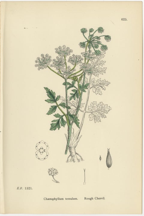Elegant British Chervil Quartet, Hand-Colored Botanical Prints, England 1902, view 9