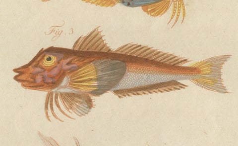 Original Antique Print of Five Exotic Red Fish by Bertuch, c. 1800, close-up 1