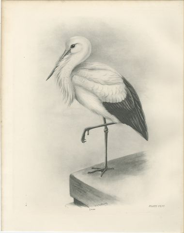 White Stork, Antique Bird Print after Lilian Medland, circa 1909, view 2