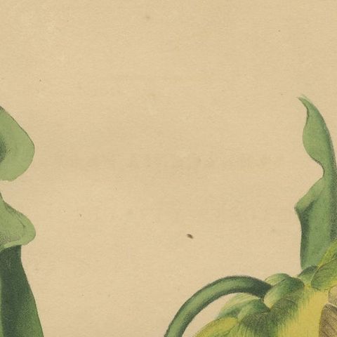 Antique Botanical Print of the Sarracenia Flava or Yellow Pitcherplant, close-up 1