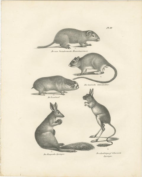 Antique Rodents & Hares Lithographs, Rabbits, Guinea Pig & Jerboa c.1830, view 2