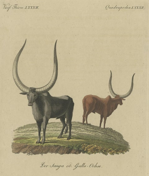 Original Hand-Colored Antique Print of a Sanga Ox 'Bos Africanus' of Africa, close-up 3
