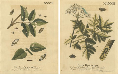 Antique English Moths and Caterpillars on Hedgerow Plants, Albin 1720, view 4