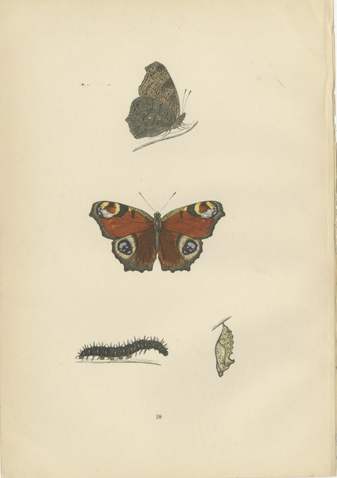 Metamorphosis in Motion: A Victorian Glimpse of British Butterflies, 1890, view 2