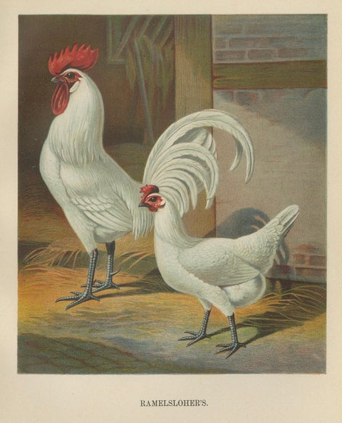 The Distinguished Ramelsloher Chicken - A Rare 19th Century Poultry Lithograph, close-up 4