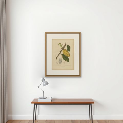 Antique White Cacao Botanical Chromolithograph by Hoola van Nooten, c. 1880, shown framed on a wall