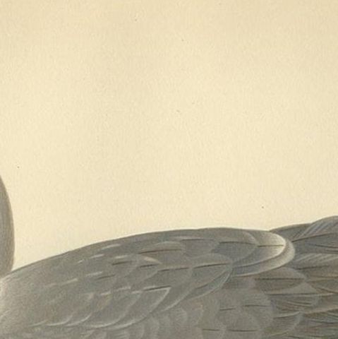 Antique Bird Print of the European Herring Gull 'Summer' by Von Wright, 1929, close-up 1