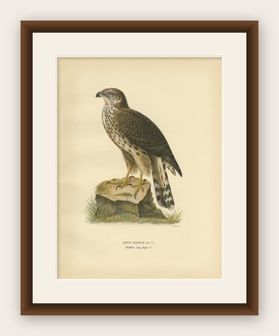 Antique Bird Print of the Goshawk by Von Wright, 1929, shown framed