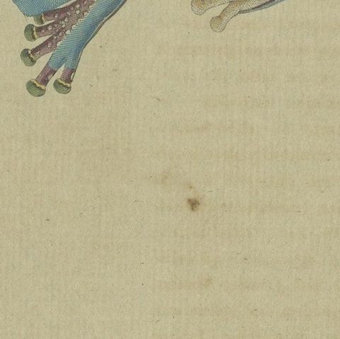Antique Print of the European Tree Frog 'Hyla Arborea', close-up 5