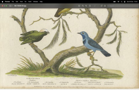 Antique 1811 Ornithology Hand-Colored Print, close-up 4