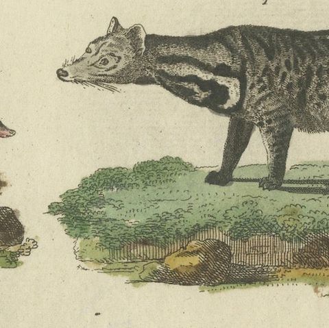 Antique Handcolored Engraving of Civets, Mongooses, and Badgers, c.1800, close-up 4