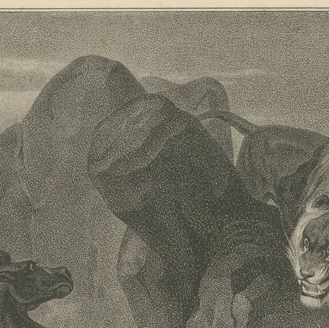 Original Antique Print of Lion Sneaking Up on Horses, close-up 1