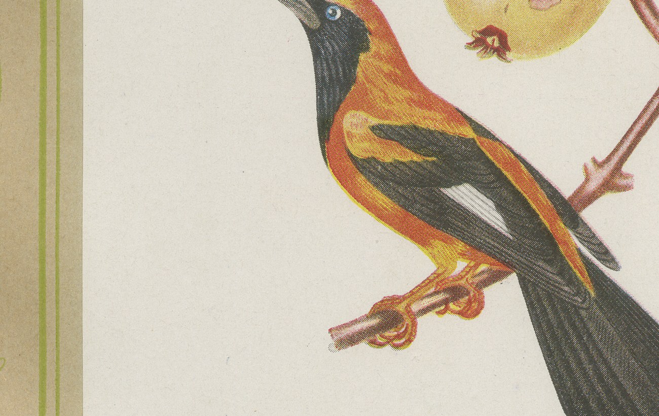 Orioles and Tanagers on a Guava, Brazilian Bird Print, Descourtilz, 1944, view 5