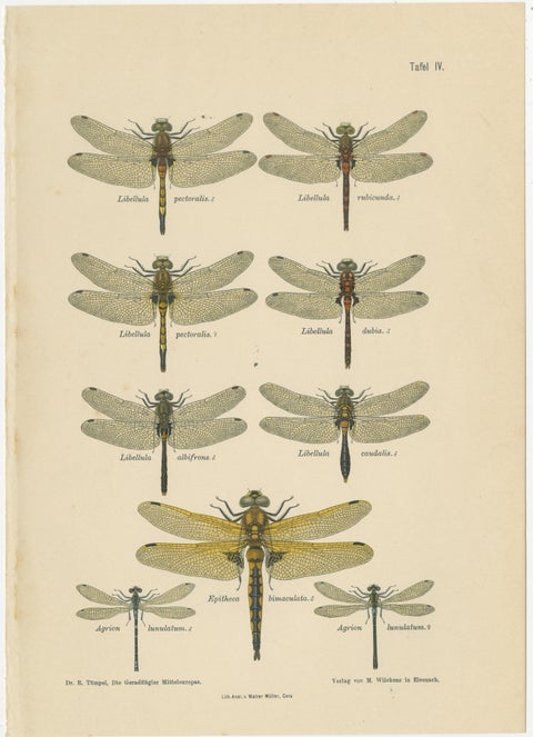Set of Three Dragonfly Lithographs from Die Geradflügler Mitteleuropas, 1908, view 4