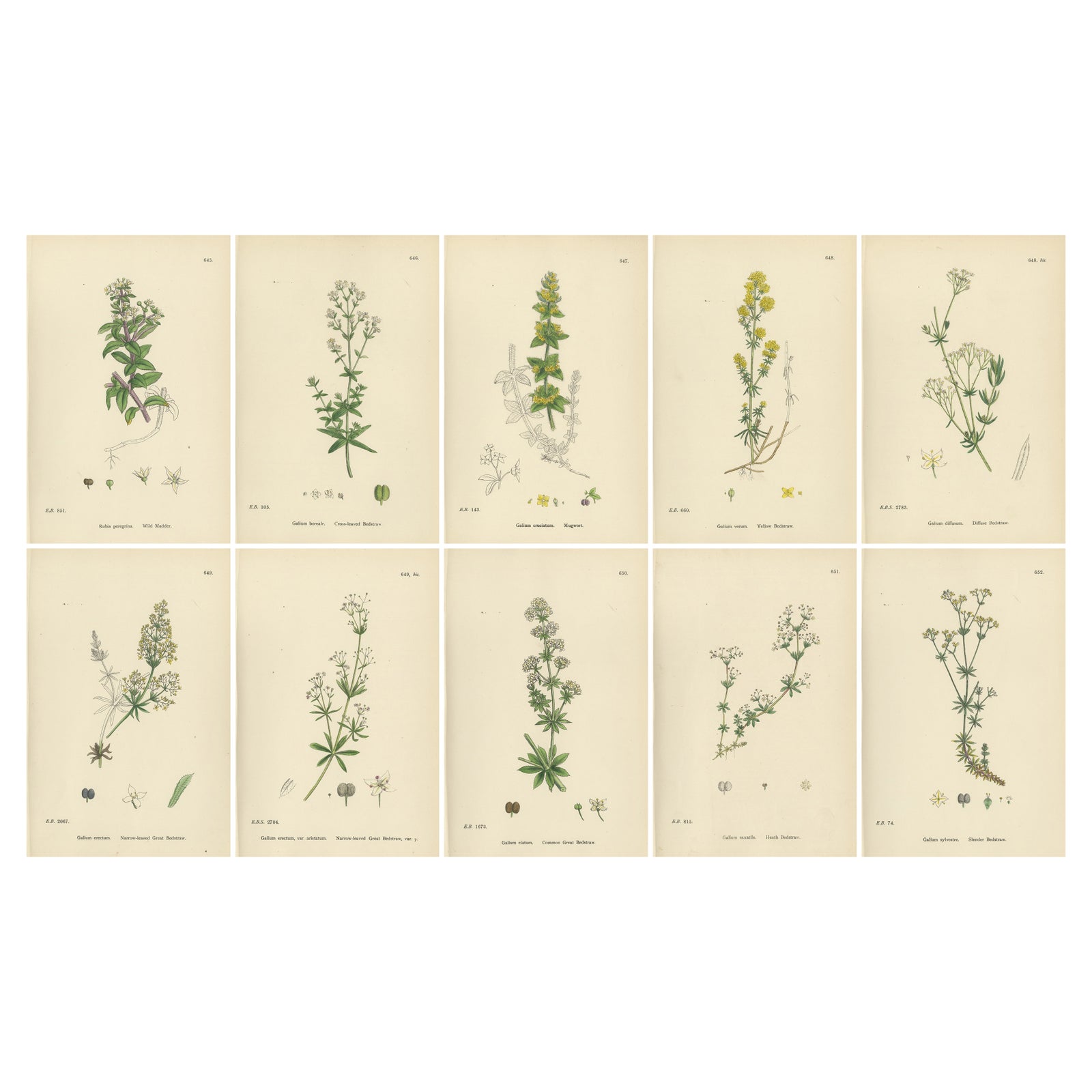 Antique Botanical Prints, Decorative Set of 10 Bedstraw Plant Engravings, 1902