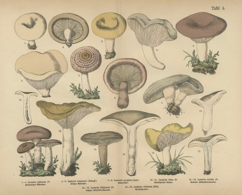 Lactarius Mushrooms, Antique Fungi Lithograph, Natural History Print 1885, close-up 1