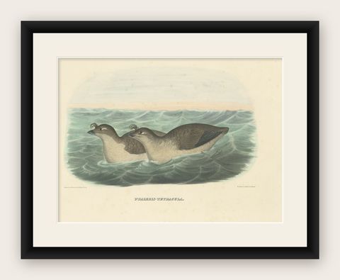 Rare Original Old Bird Print Depicting the Pacific Dovekie, 1869, shown framed