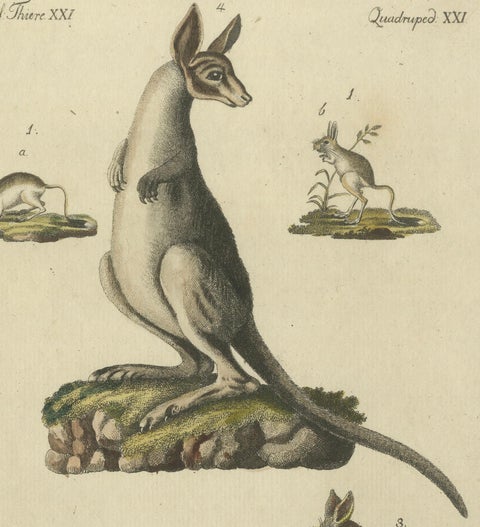 Antique Handcolored Engraving of Kangaroo, Jerboas, and Bilby, c.1800, close-up 5