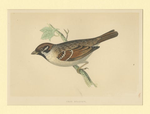 Antique Bird Print of a Tree Sparrow, view 3