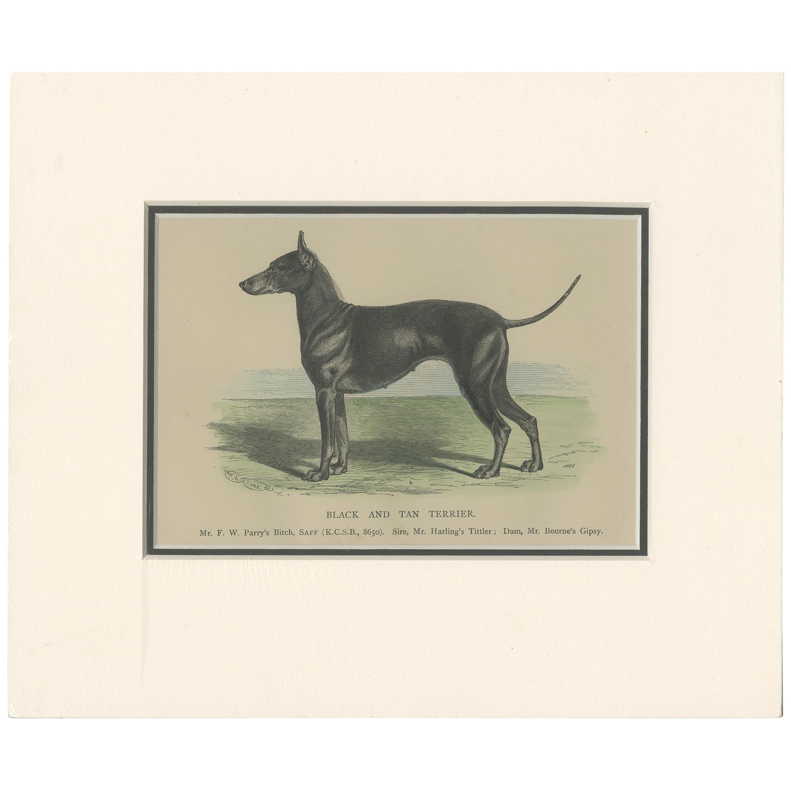 Antique Dog Print of a Black and Tan Terrier, circa 1890