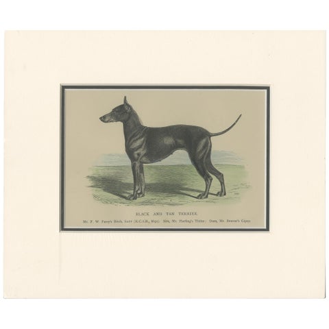Antique Dog Print of a Black and Tan Terrier, circa 1890