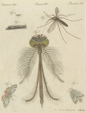 Gnat with Magnified Feathered Head, Antique Bertuch Print, circa 1805