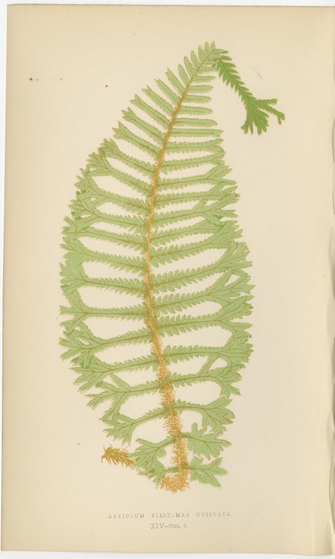 Antique Hand-Colored Fern Prints - Aspidium Filix-Mas Series, Botanical Art 1868, view 3