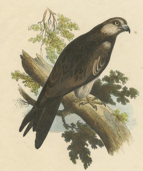 The Kite, Bird of Prey, Antique Wood Engraving, circa 1860, close-up 3